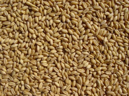 Soft White Wheat 15 Lbs, Joseph's Grainery Wheat Berries, All Natural, Non-GMO, Kosher Certified