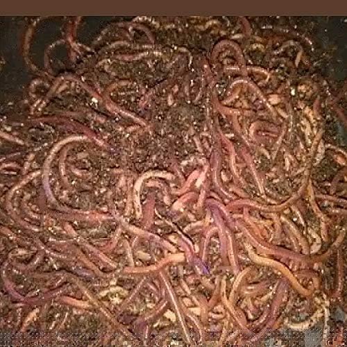 Red Wigglers Composting Worms - 3/4lb - Earth Worms, Red Worms, Live Worms for Garden