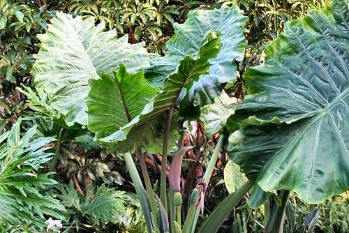 3 Upright Elephant Ear Bulbs- (Giant Upright)