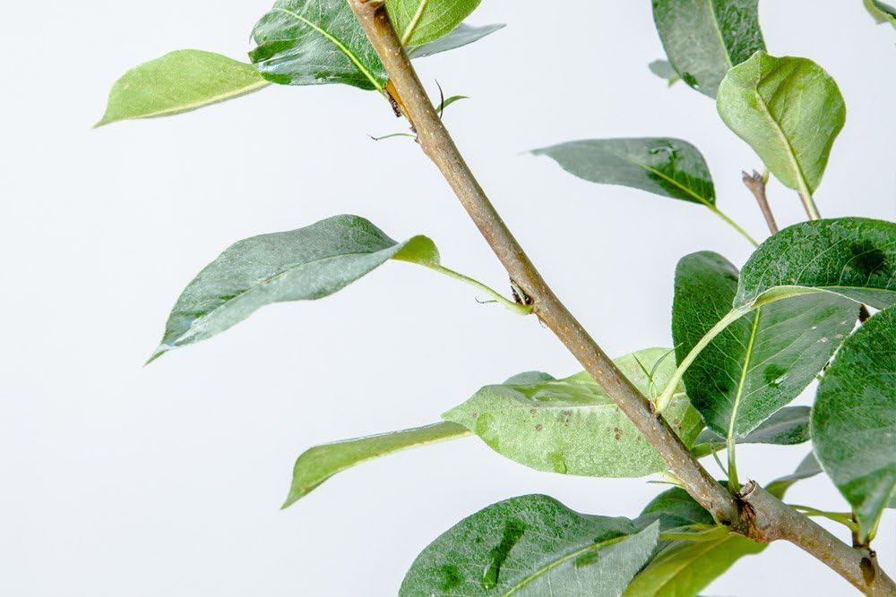 Orient PEAR Tree - Size: 3-4 ft, Live Plant, Includes Special Blend Fertilizer & Planting Guide