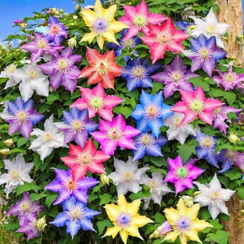Clematis ~Mixed Colors~ 20Seeds Wonderful Large Blooms 20+ Perennial Vine Seeds