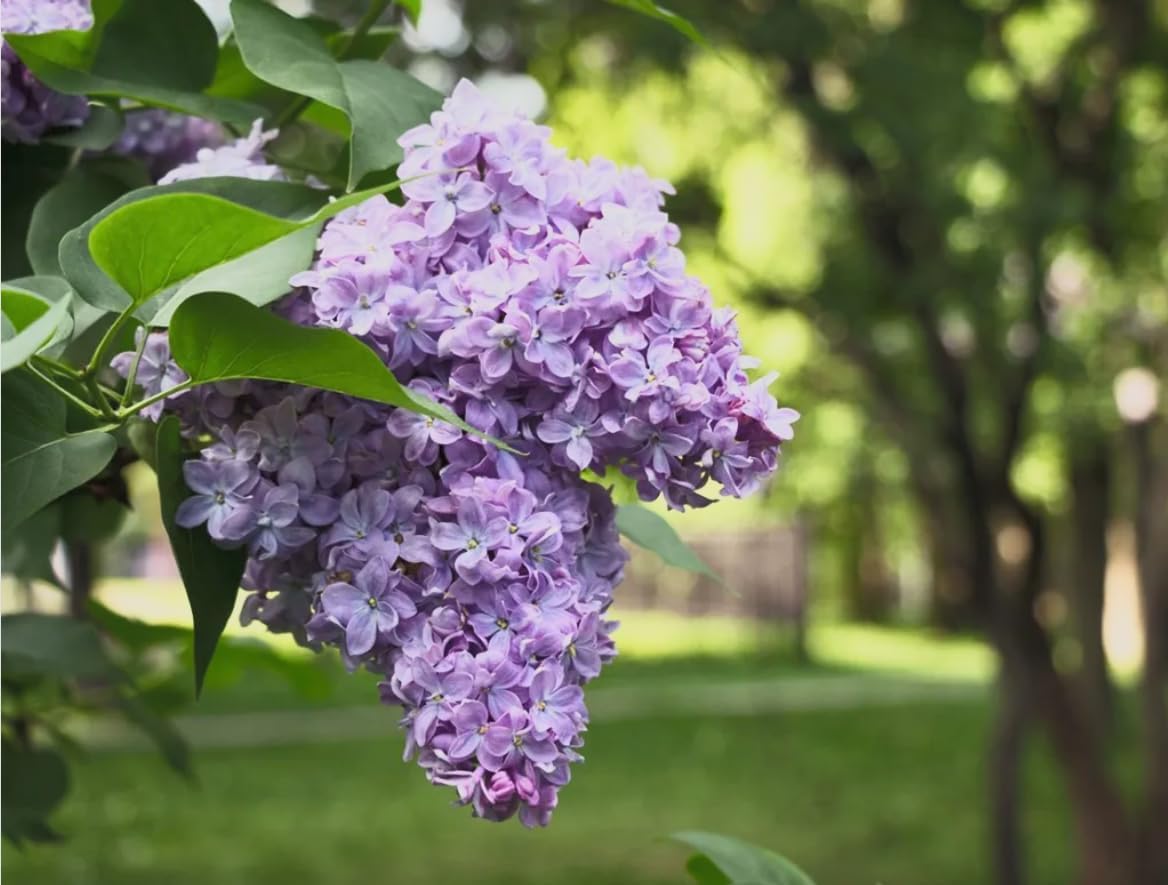 Old Fashioned Lilac Bushes Live Plants (2 Pack) – 14–24” Tall - Syringa vulgaris – Fragrant Lavender Purple Flowers – Hardy Flowering Shrubs