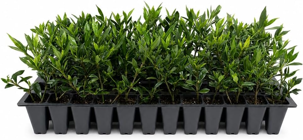 Frostproof Gardenia - 10 Live Plants - Fragrant Blooming Shrub - Gardenia Jasminoides