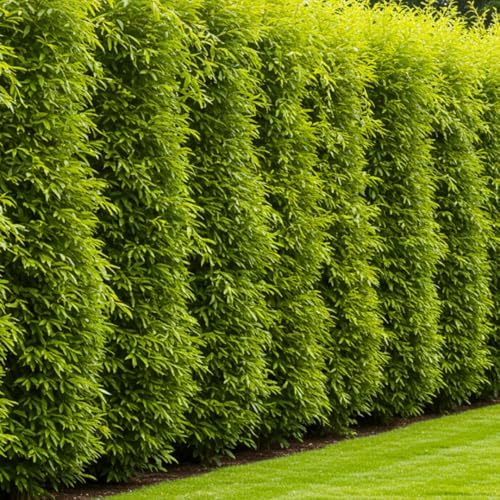 (One) Fastest Growing Tree in The World - Ready to Plant - One Live Aussie Hybrid Willow Tree Rooted Cut - Great for Fast Shade - 10 feet in First