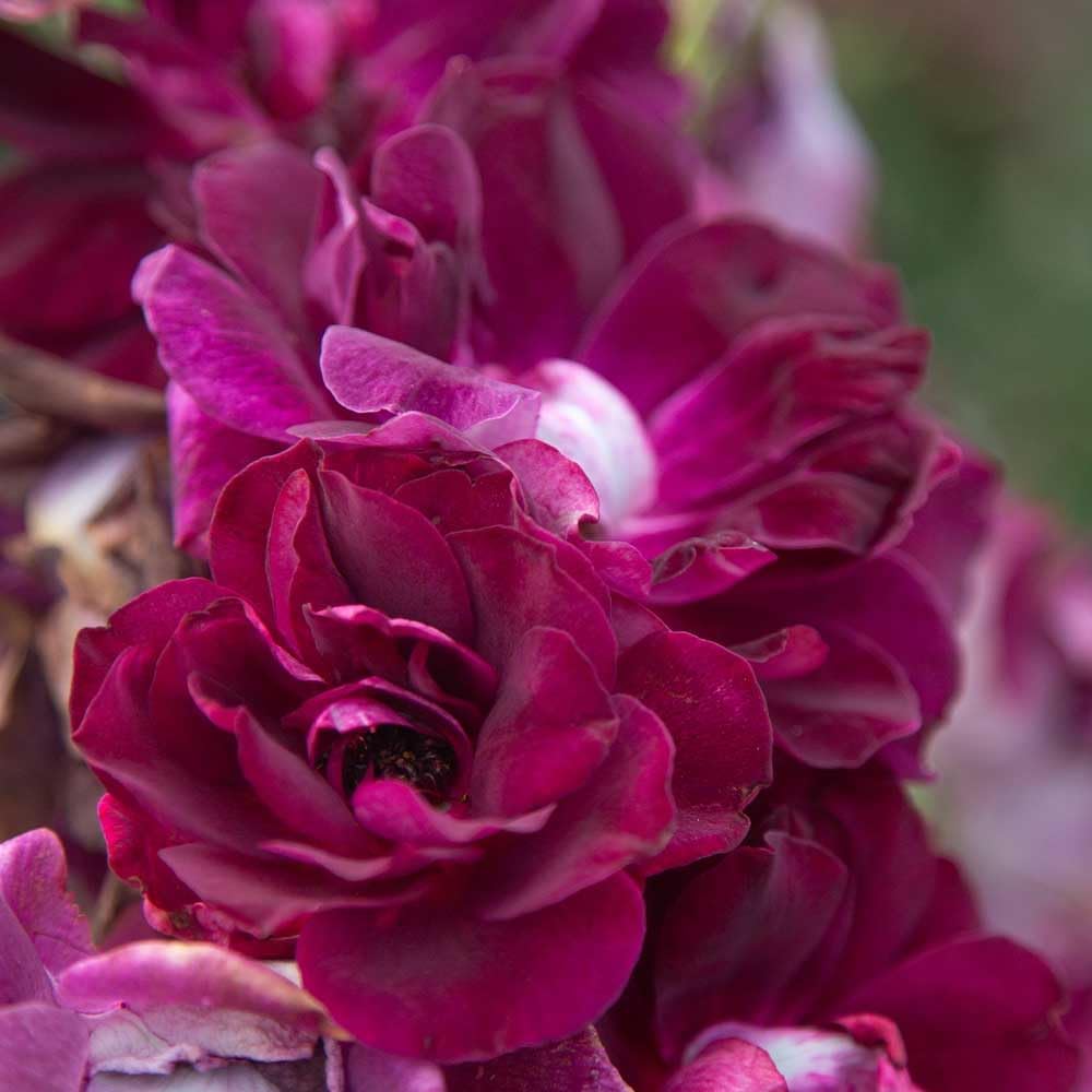 Heirloom Shrub Roses, Live Own Root Plant, Burgundy Iceberg™