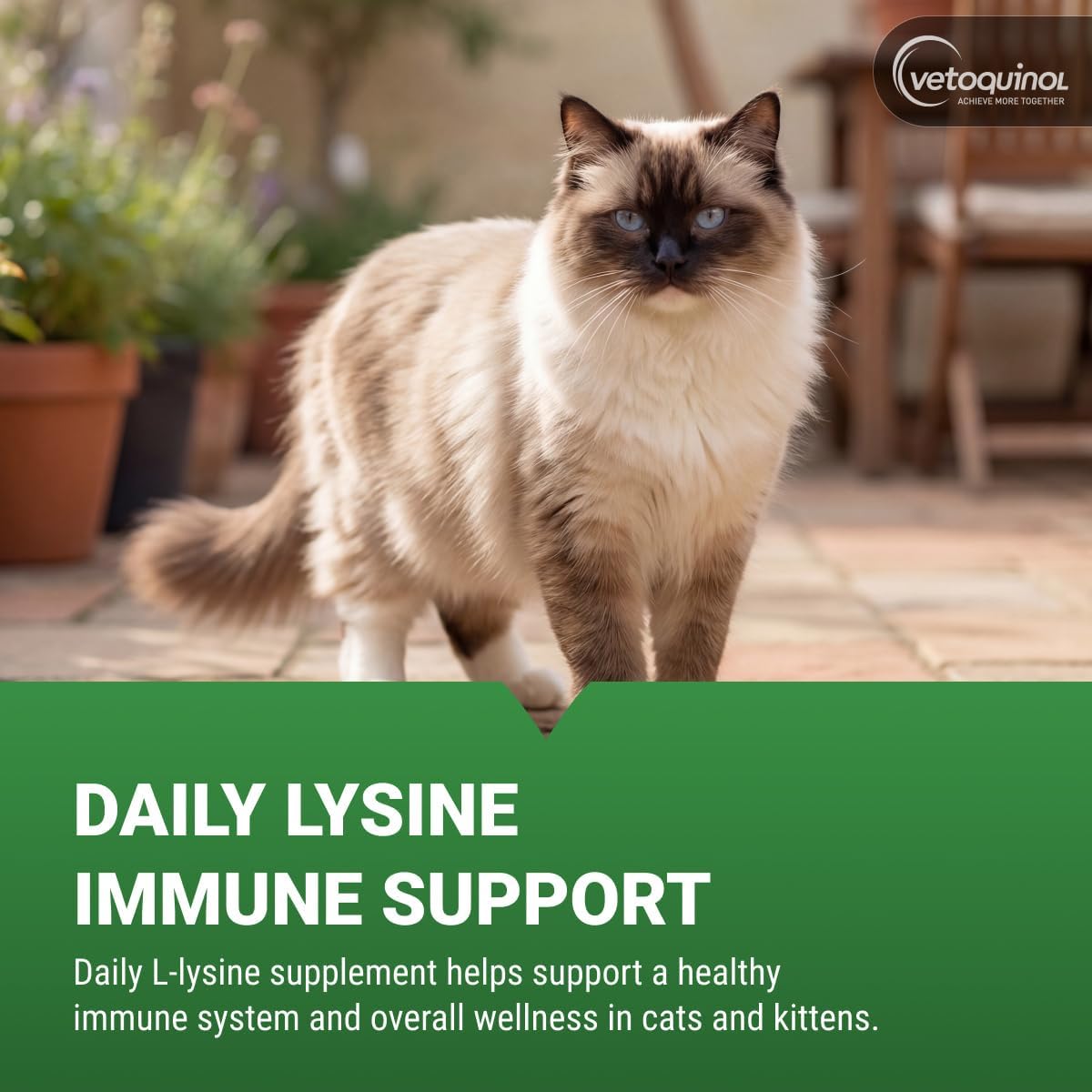 Vetoquinol Enisyl-F Lysine Bites - L-Lysine Chews for Cats & Kittens - Daily Supplement for Immune