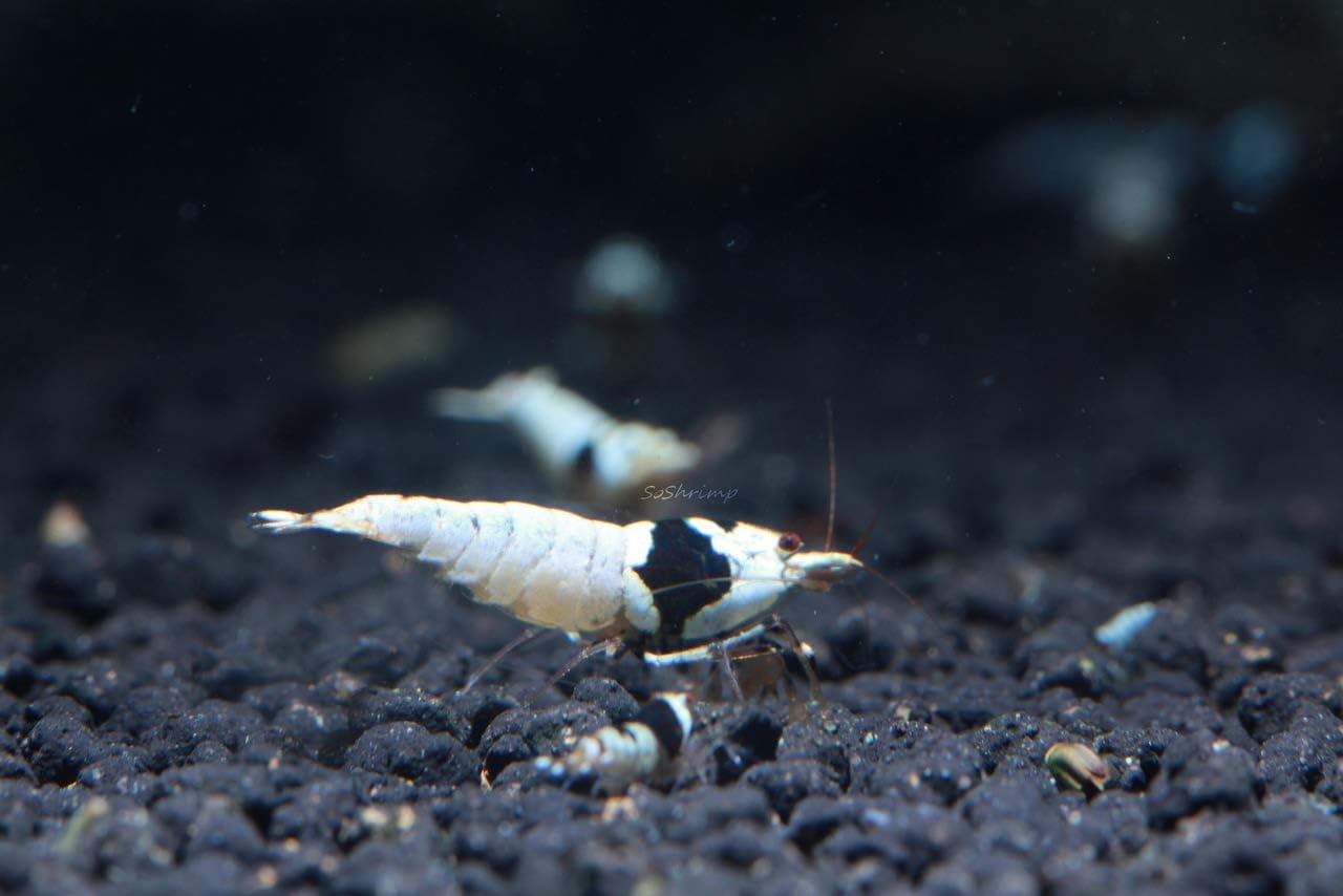 Live Freshwater Aquarium Shrimp - Caridina (Crystal Red Shrimp S-SSS Grade, 5 Pack)