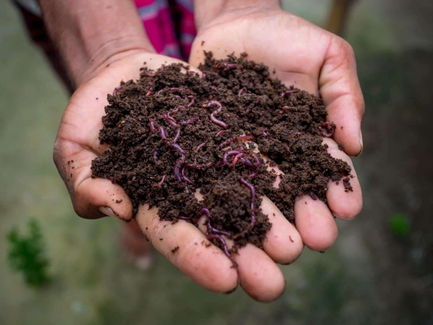 250+ Red Wiggler Earthworms, Organic and Sustainably Raised, Model:, Home/Garden & Outdoor Store Y