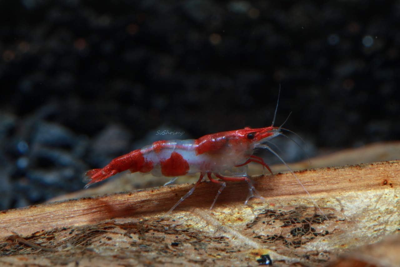 Live Freshwater Aquarium Shrimp - Neocaridina (Red Cherry, 5 Pack)