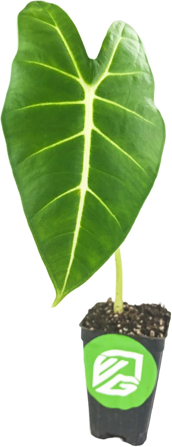 Stingray Elephant Ear Live Plant - Alocasia stringray by Wellspring Gardens - Alocasia - Unique Foliage - Versatile Plant - Tropical Plant