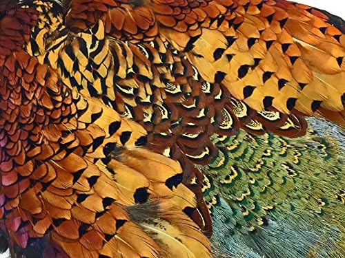 Complete Natural Ringneck Pheasant Skin Pelt Without Wing and Tails (Bulk) Fly Tying Dog Training | Amazon | Moonlight Feather