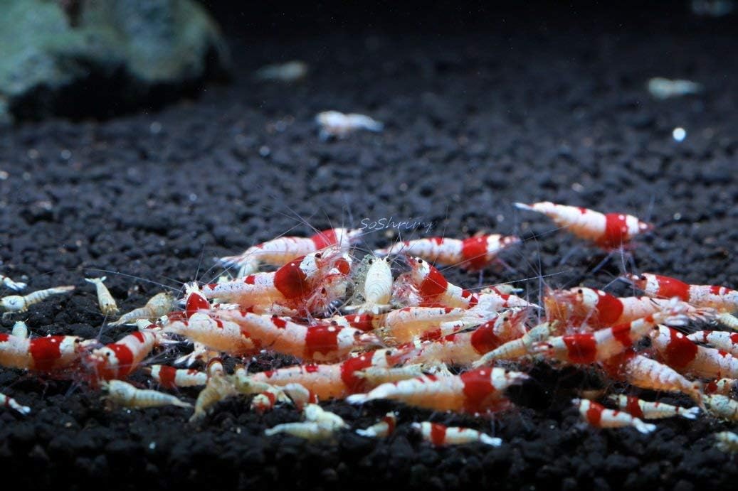 Crystal Red Shrimp SS Grade Live Freshwater Aquarium Shrimp - 1/4 to 1/2 inch Long (5 Shrimp)