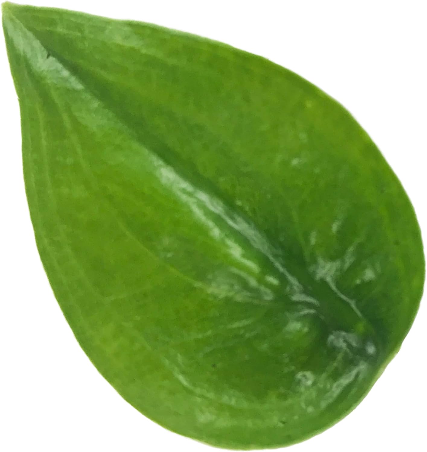 Stingray Elephant Ear Live Plant - Alocasia stringray by Wellspring Gardens - Alocasia - Unique Foliage - Versatile Plant - Tropical Plant