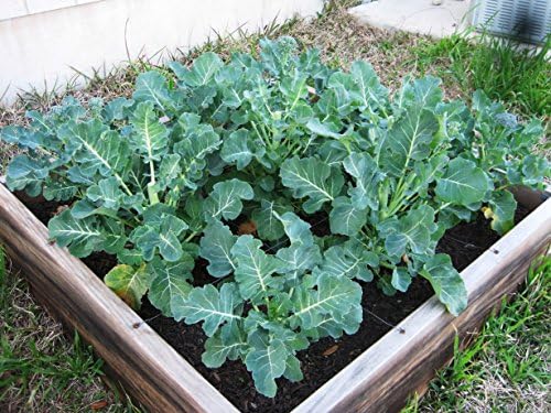 Organic Fertilizer Humic Acid with Potassium Based Super Absorbent Polymer for Lawn and Garden, Soil Vigor ™ 5 Pounds Bag (1)