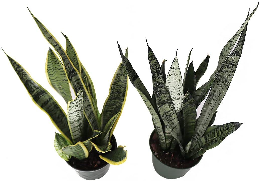 American Plant Exchange Snake Plant – Medium 6-Inch Pot Yellow Sansevieria Trifasciata, Drought-Tolerant, Air-Purifying Live Houseplant for Home