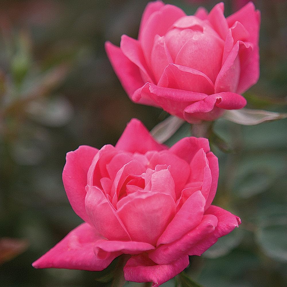 Brighter Blooms - Double Pink Knock Out® Rose Shrub, 1 Gallon - No Shipping to AK, AZ, HI