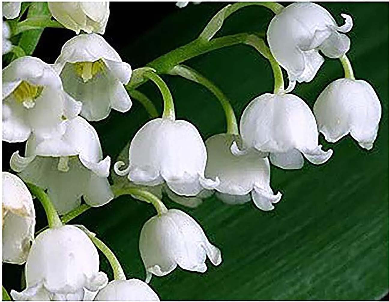 10 Very Large, Plump Lily of The Valley Plant Pips with Roots - Blooms in May