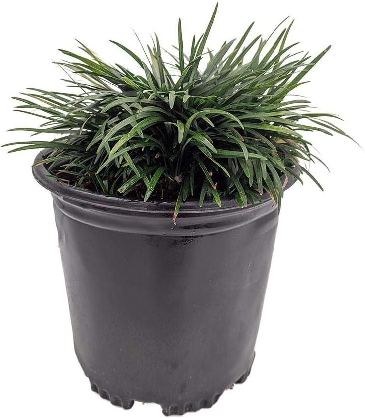 Dwarf Mondo Grass | 10 Live Plants | Ophiopogon Japonicus | Ground Cover Plant, Shade Tolerant Grass, Low Maintenance Landscaping, Evergreen Foliage, Dense Green Carpet, Drought Tolerant