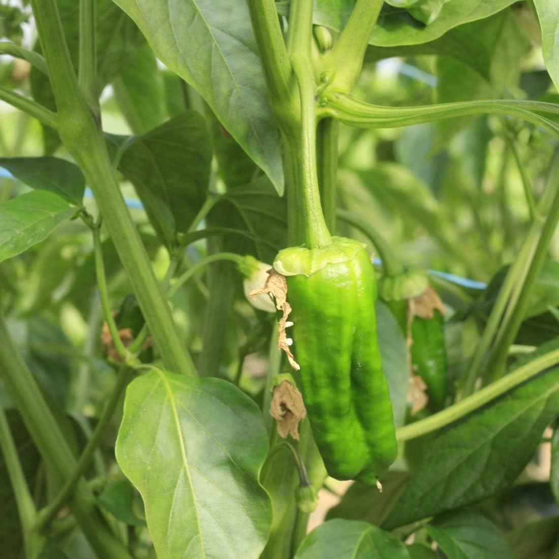 Pimientos DE Padron-100 Seeds (Padron Pepper)- Hot/Sweet/Mild,Spanish Heirloom !