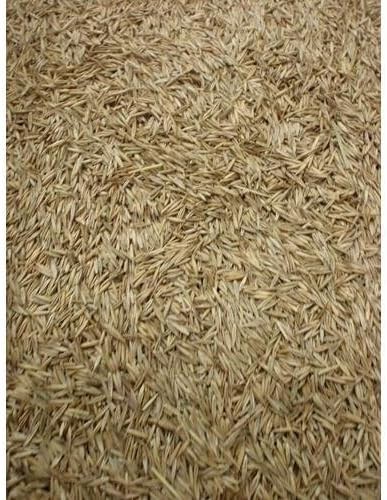 5LBS Creeping Red Fescue(Festuca Rubra) Fully Tested, Fast Germination