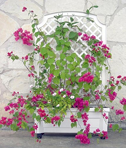 Exaco 1.416Green Calypso Trellis, Green planters