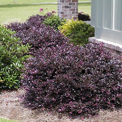 Plum Delight Loropetalum (Chinese Fringe) - Live Plant - (1 QT)