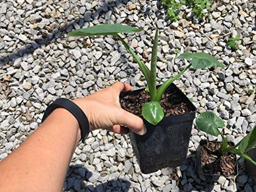 Jack's Giant's Elephant Ears in 4 inch Containers (3 Pots of Plants) Heat and Cold Sensitive. Do not Order in Extreme Weather