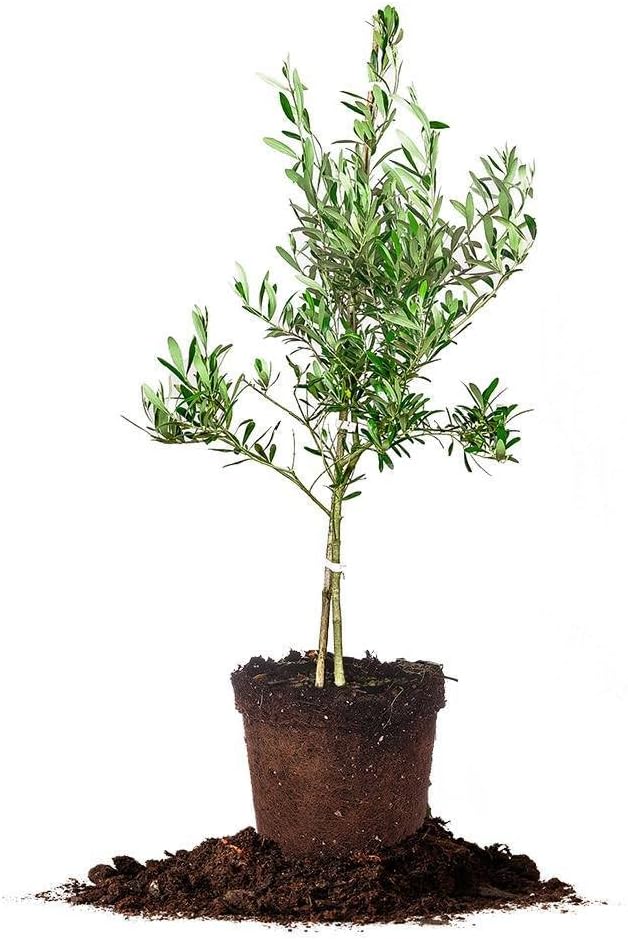 Arbequina Olive Tree - Live Plant, Includes Special Blend Fertilizer & Planting Guide
