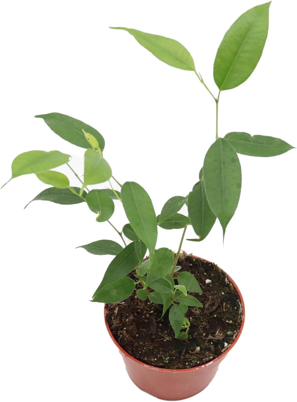 Ficus Benjamina Weeping Fig - 4'' from California Tropicals