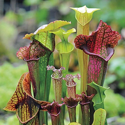 Park Seed Webbed Goblets and Chalices Pitcher Plant Seeds, Perennial Carnivorous Plant, Pack of 10 Seeds