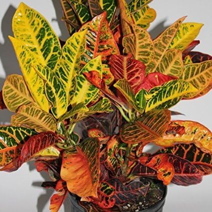 'CROTON' (1) PLANT/CODIAEUM VARIEGATUM PETRA 4'' from jmbamboo