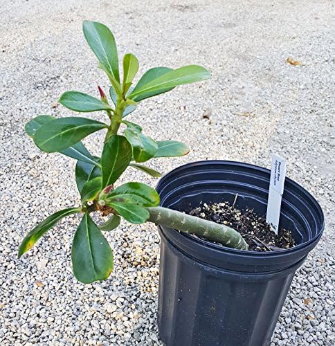 Live Healthy Desert Rose, Adenium obesum, plant. 10 inches tall. No Pesticides