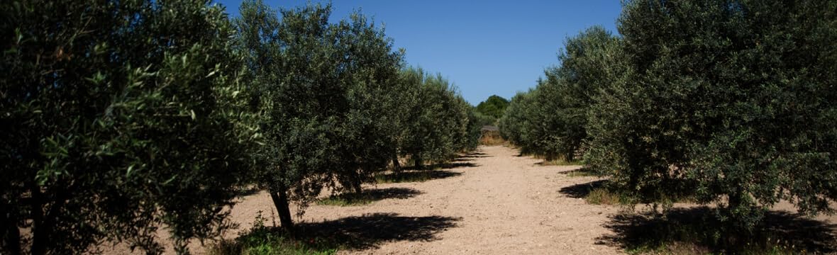Fratelli Aprile Il Olio Novello 274th Extra Virgin Olive Oil (Italy)