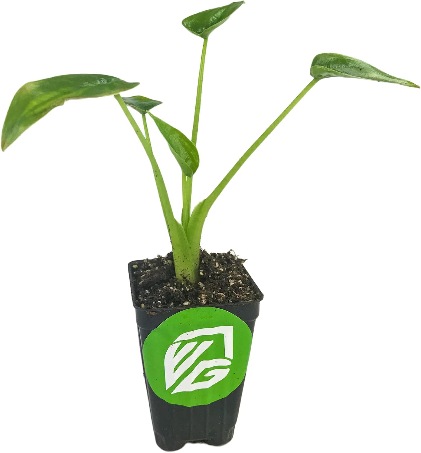 Stingray Elephant Ear Live Plant - Alocasia stringray by Wellspring Gardens - Alocasia - Unique Foliage - Versatile Plant - Tropical Plant