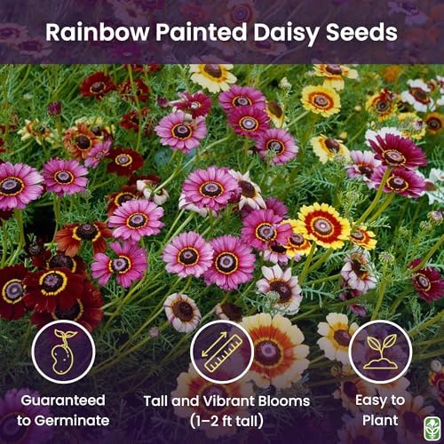 2500 Rainbow Painted Daisy Seeds - Former Wildflower Tamed as a Colorful Sunny Annual and Cut Flower