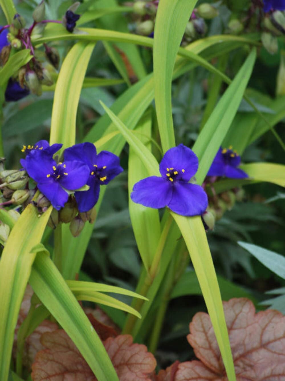 Perennial Farm Marketplace Tradescantia andersoniana 'Sweet Kate' (Spiderwort) Perennial, Size-#1 Container, Brilliant Gentian Blue Flowers