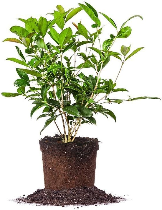 Perfect Plants Tea Olive Live Plant, 1 Gallon, Fragrant Osmanthus | Sweetly scented blooms perfume the whole yard, zones 8-11, glossy evergreen for privacy hedges, draws hummingbirds