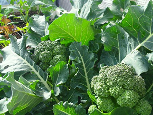TeaLAB Insect Frass: Organic Fertilizer - 10 Pounds