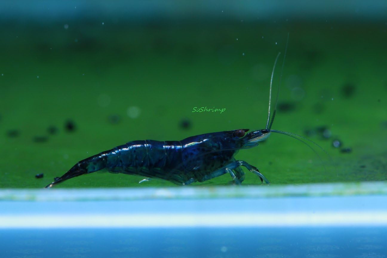 Live Freshwater Aquarium Shrimp - Neocaridina (Red Cherry, 5 Pack)
