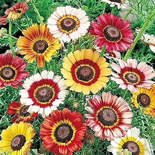 2500 Rainbow Painted Daisy Seeds - Former Wildflower Tamed as a Colorful Sunny Annual and Cut Flower