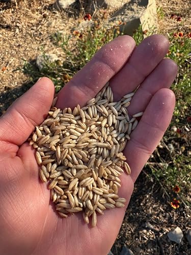 All Good Things Organic Hard Red Spring Wheat Seeds for Planting: 200 Count | Classic Bread-Baking Wheat, High-Protein Hard Red Kernels, Homestead Grain Plot Staple, Doubles as Cover Crop, Non-GMO