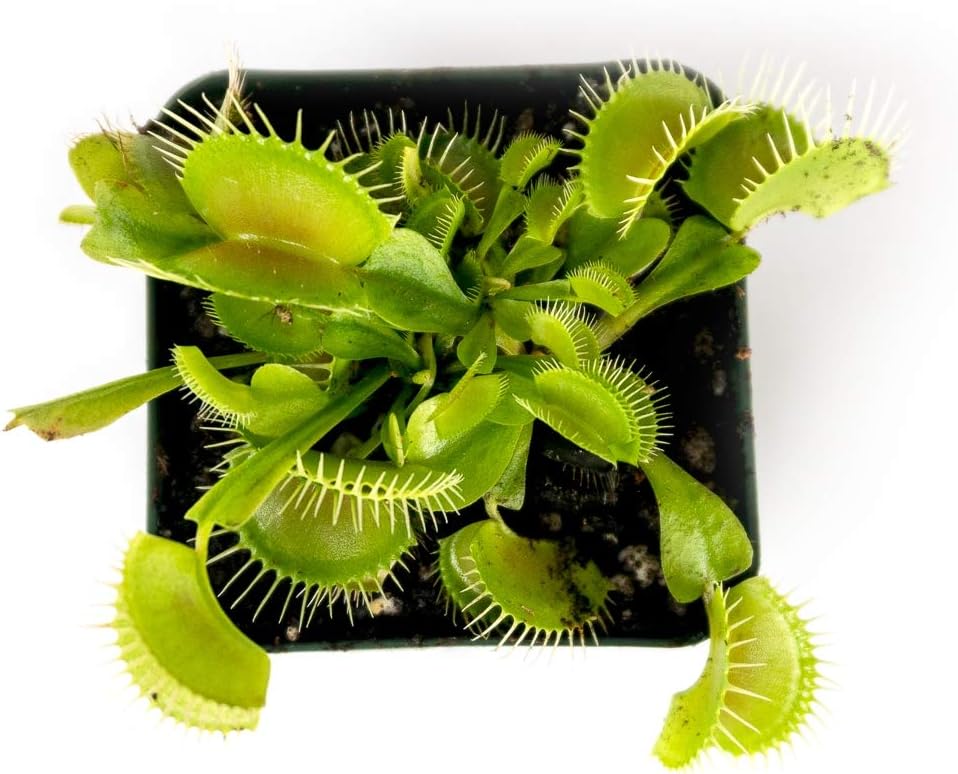 Sprig & Stone Carnivorous Plant Dionaea muscipula (Venus Fly Trap)