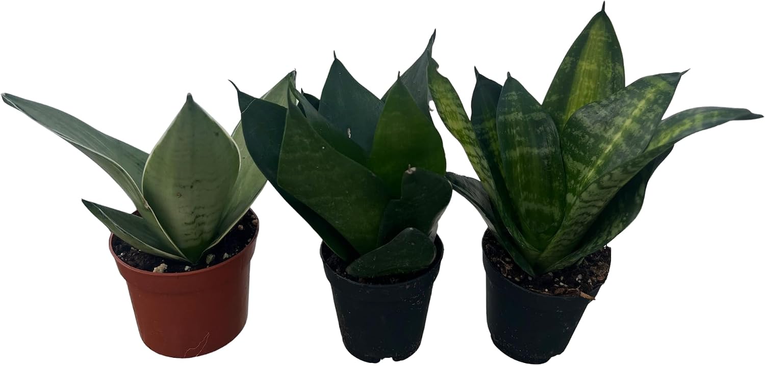 Birdsnest Snake Plant Collection - Sanseveria - 3 Plants Growing in 2" pots