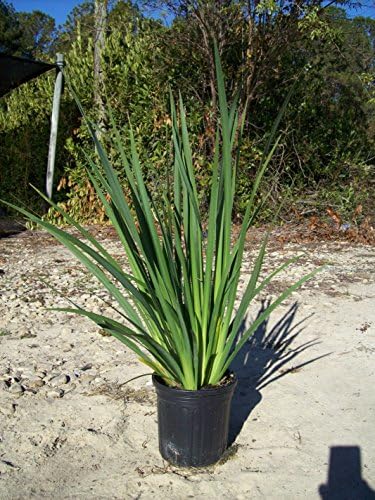 White African Iris 1 Gallon