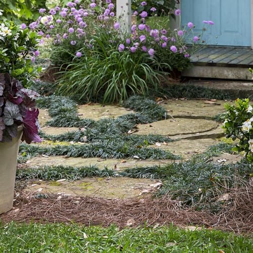 Dwarf Mondo Grass (Ophiopogon japonicus 'Nana') 18 Count Flat, 3.5" pots