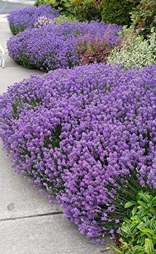 L+ French Provence Lavender — 1 Live Plant in 4" Pots — Blue-Purple Flowers — Fragrant, Bee-Friendly, Drought & Deer Resistant Perennial — Zones 5–9 — Grown in Sequim, WA