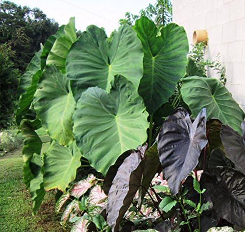 1 Elephant Ear -Colocasia esculenta- Give your garden a tropical look