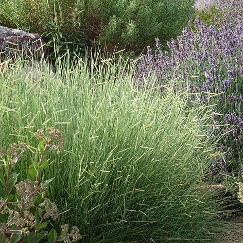 Outsidepride Blue Grama Native Grass Seed - 1 lb. Perennial, Drought Tolerant & Low Maintenance, Pasture Seeds for Planting Densely Tufted Leaves