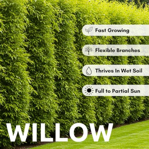 10 Austree Hybrid Willow Trees, Fastest Growing Shade or Privacy Tree - Austree Hybrid Willow Tree - 10 Live Trees