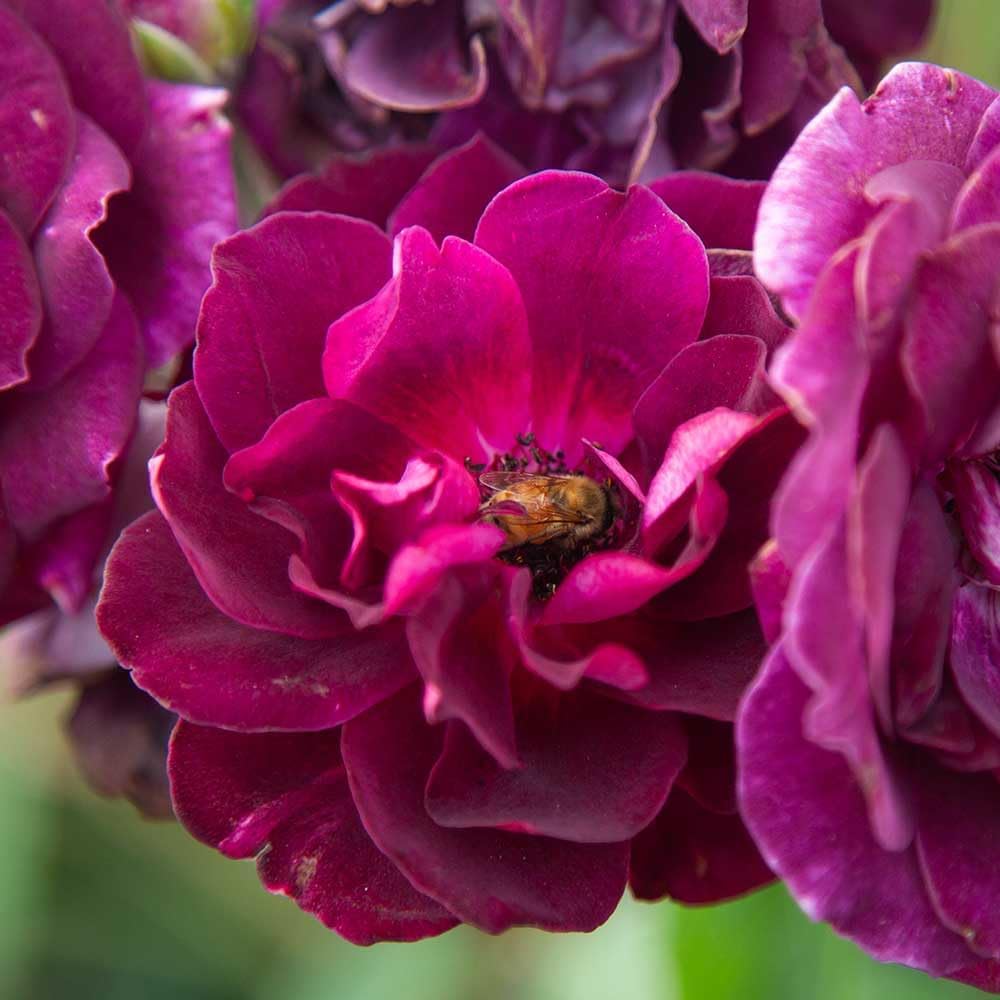 Heirloom Shrub Roses, Live Own Root Plant, Burgundy Iceberg™